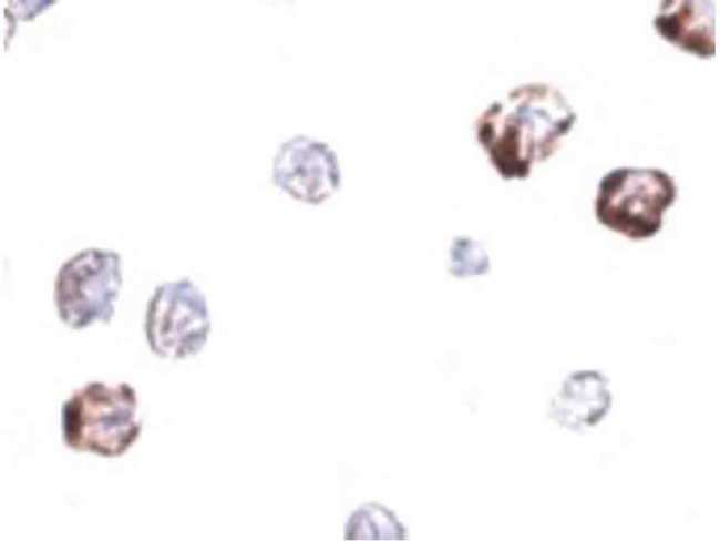 IRGC Antibody in Immunocytochemistry (ICC/IF)