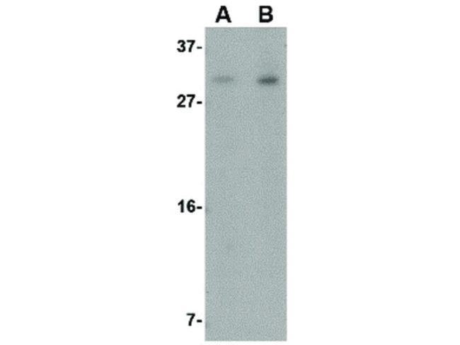 IRGM Antibody in Western Blot (WB)
