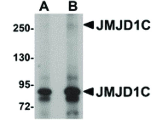 JMJD1C Antibody in Western Blot (WB)