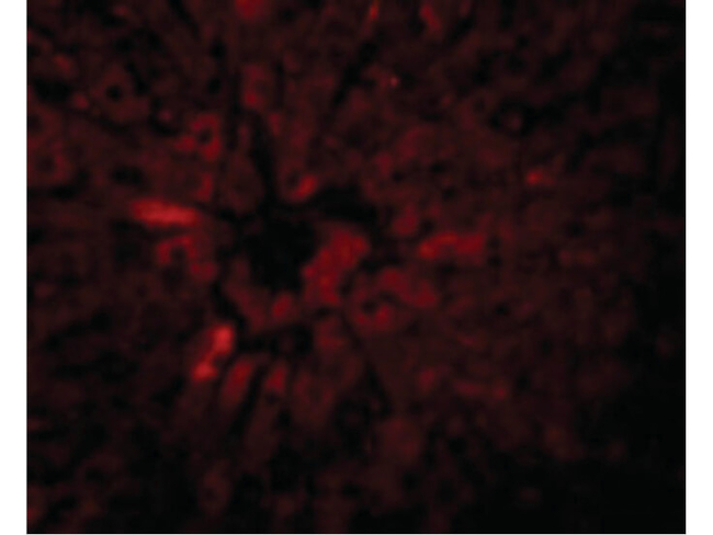 JMJD5 Antibody in Immunocytochemistry (ICC/IF)