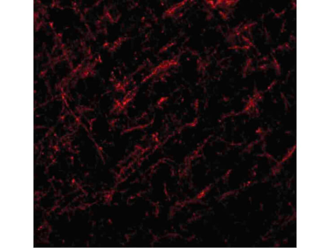 JMJD6 Antibody in Immunocytochemistry (ICC/IF)