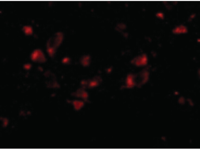 JPH4 Antibody in Immunocytochemistry (ICC/IF)