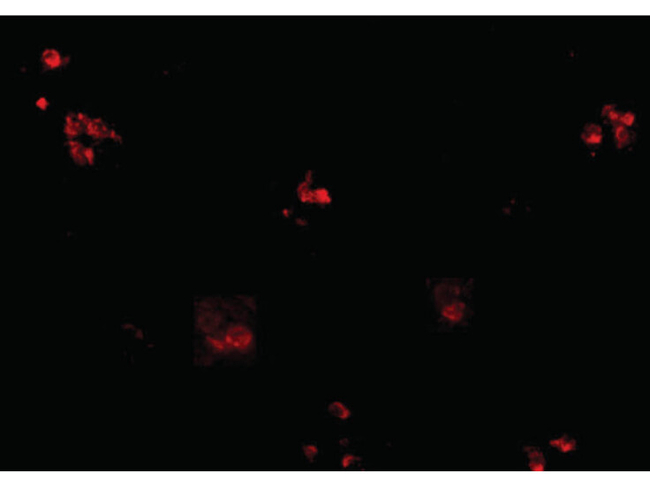 KCTD15 Antibody in Immunocytochemistry (ICC/IF)