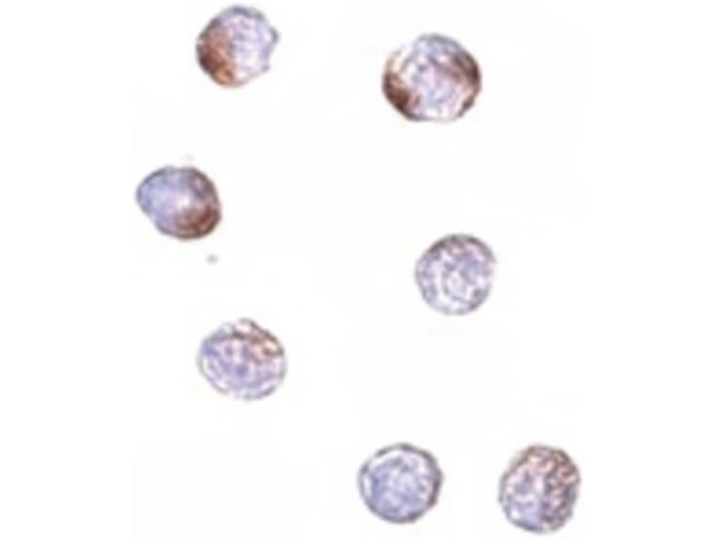KLHL15 Antibody in Immunocytochemistry (ICC/IF)