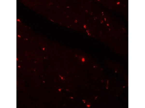 KLOTHO Antibody in Immunocytochemistry (ICC/IF)