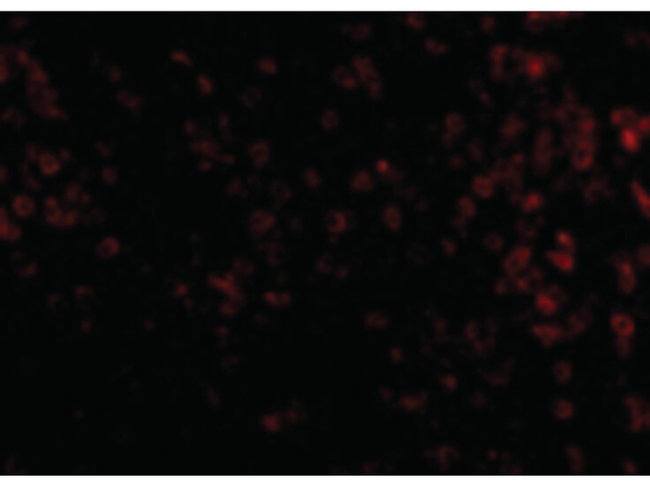 KLRA1 Antibody in Immunocytochemistry (ICC/IF)