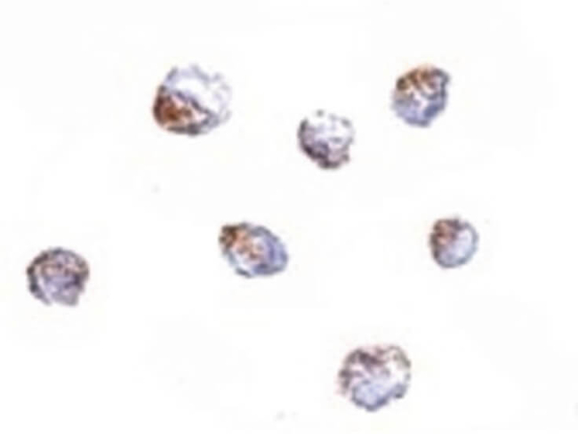 KLRA1 Antibody in Immunocytochemistry (ICC/IF)