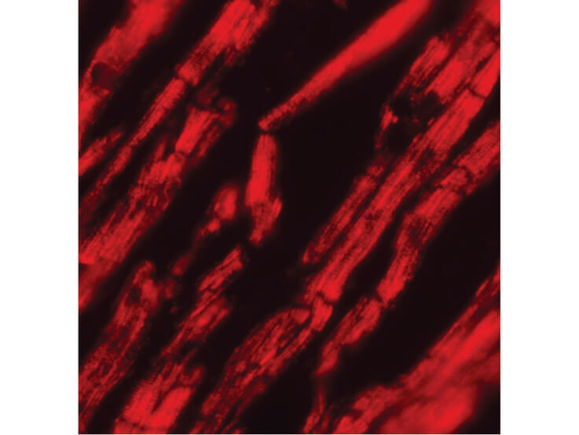 KPNA2 Antibody in Immunocytochemistry (ICC/IF)