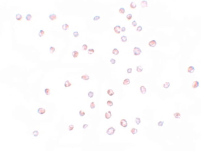 KPNA3 Antibody in Immunocytochemistry (ICC/IF)