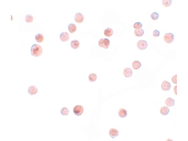 KPNA4 Antibody in Immunocytochemistry (ICC/IF)
