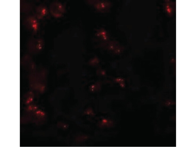 KPNA6 Antibody in Immunocytochemistry (ICC/IF)