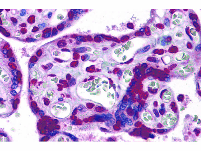 KPNA7 Antibody in Immunohistochemistry (Paraffin) (IHC (P))