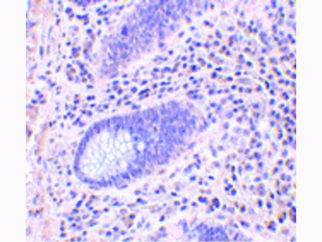 LANO Antibody in Immunohistochemistry (Paraffin) (IHC (P))