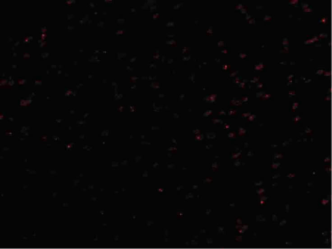 LASS5 Antibody in Immunocytochemistry (ICC/IF)