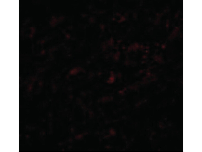 LASS5 Antibody in Immunocytochemistry (ICC/IF)