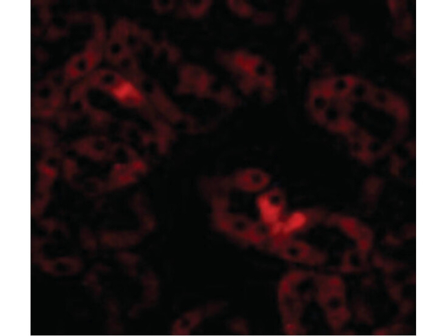 LIAR Antibody in Immunocytochemistry (ICC/IF)