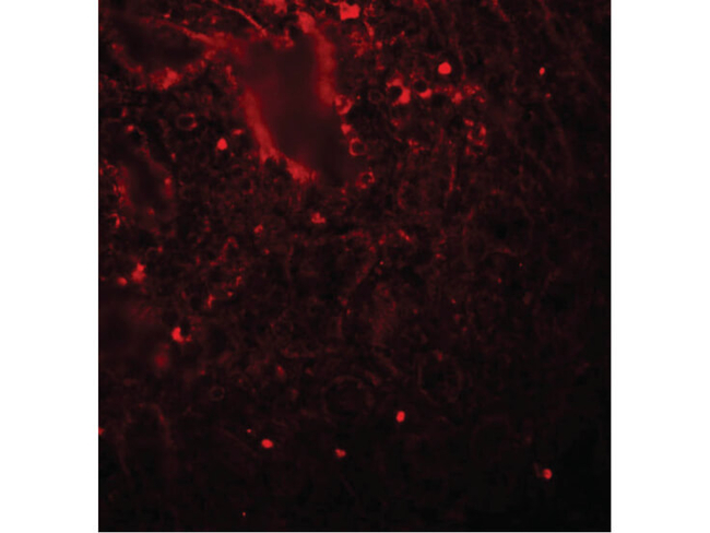 LIN28 Antibody in Immunocytochemistry (ICC/IF)