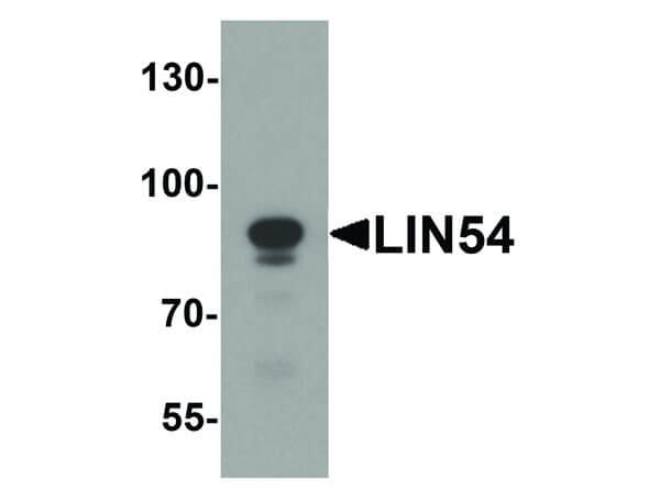 LIN54 Antibody in Western Blot (WB)