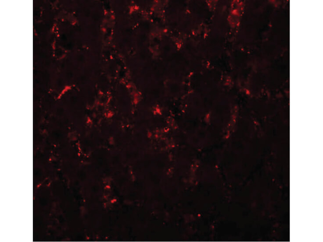 LXR-A Antibody in Immunocytochemistry (ICC/IF)
