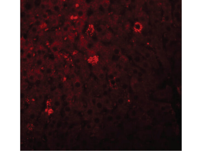 LYRM1 Antibody in Immunocytochemistry (ICC/IF)