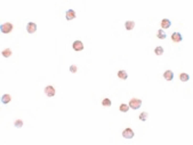 LYRM2 Antibody in Immunocytochemistry (ICC/IF)