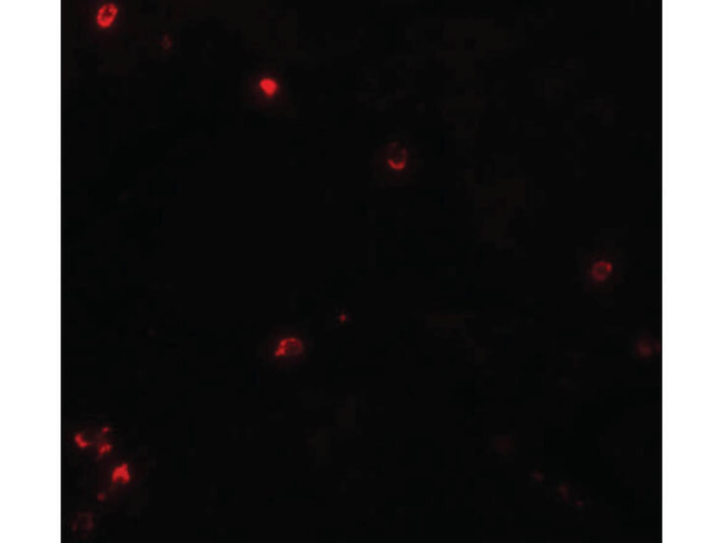 LYRM3 Antibody in Immunocytochemistry (ICC/IF)
