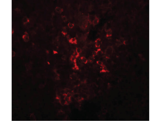 LZTR2 Antibody in Immunocytochemistry (ICC/IF)