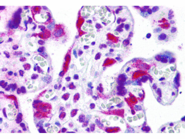LZTS2 Antibody in Immunohistochemistry (Paraffin) (IHC (P))