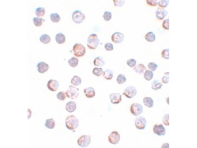 Maelstrom Antibody in Immunocytochemistry (ICC/IF)
