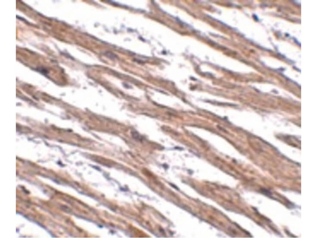 MAK10 Antibody in Immunohistochemistry (Paraffin) (IHC (P))