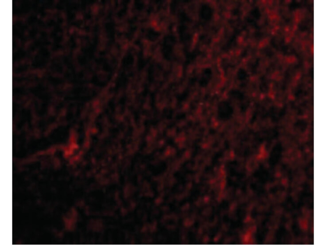MANF Antibody in Immunocytochemistry (ICC/IF)
