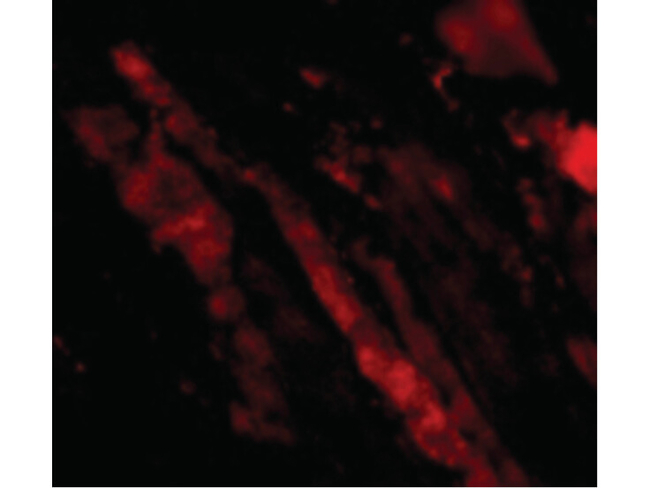 MAPKAP1 Antibody in Immunocytochemistry (ICC/IF)