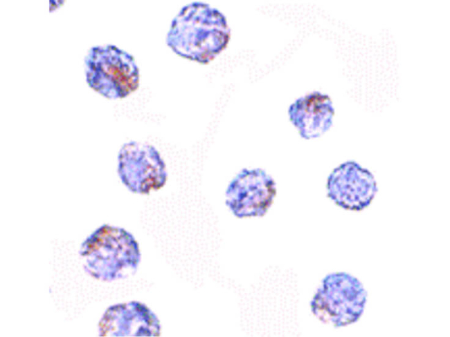 MARCH8 Antibody in Immunocytochemistry (ICC/IF)