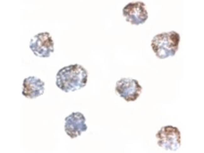 MATN3 Antibody in Immunocytochemistry (ICC/IF)