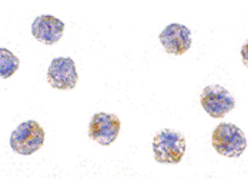 MCG10 Antibody in Immunocytochemistry (ICC/IF)