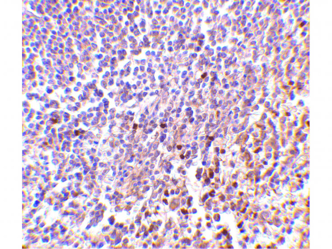 MD-1 Antibody in Immunohistochemistry (Paraffin) (IHC (P))