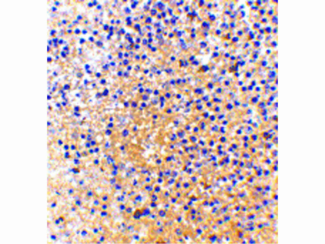 MD-1 Antibody in Immunohistochemistry (Paraffin) (IHC (P))