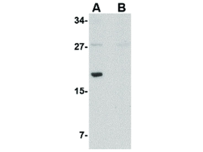 MED28 Antibody in Western Blot (WB)