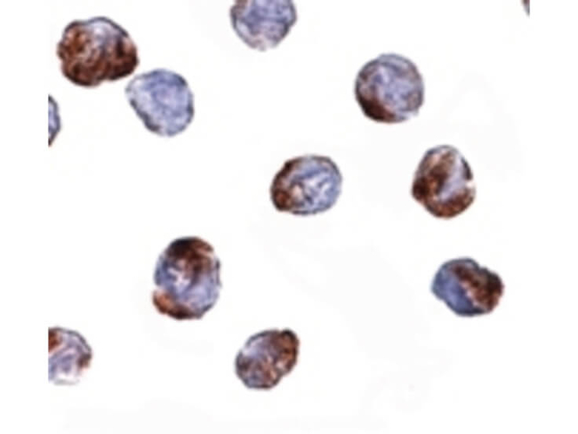 MettL7A Antibody in Immunocytochemistry (ICC/IF)