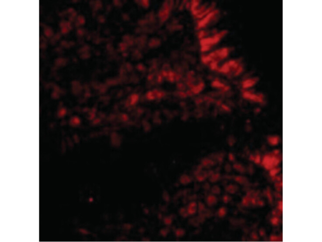 MICA Antibody in Immunocytochemistry (ICC/IF)