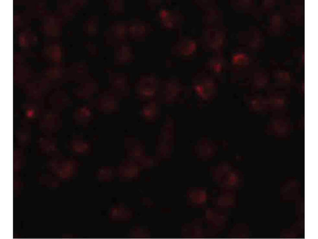 Mimitin Antibody in Immunocytochemistry (ICC/IF)