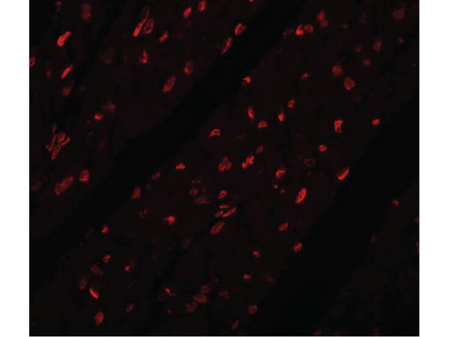 MINA Antibody in Immunocytochemistry (ICC/IF)