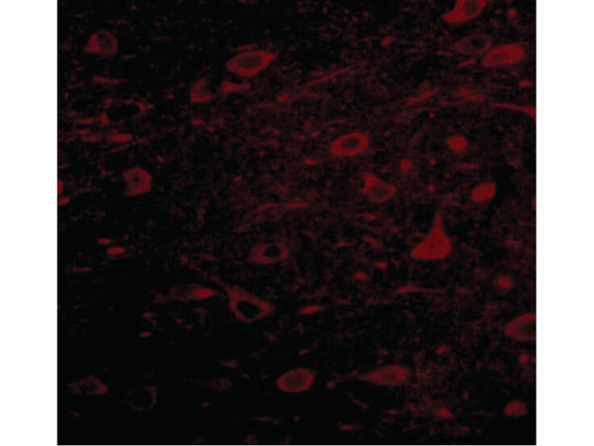 MIPU1 Antibody in Immunocytochemistry (ICC/IF)