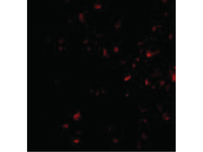 MORF4 Antibody in Immunocytochemistry (ICC/IF)