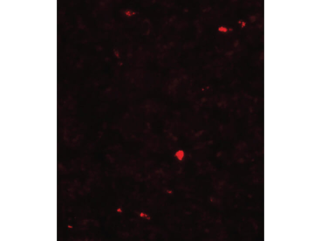 MOX1 Antibody in Immunocytochemistry (ICC/IF)