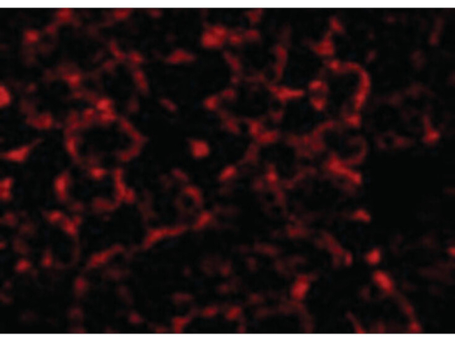 MTCH2 Antibody in Immunocytochemistry (ICC/IF)