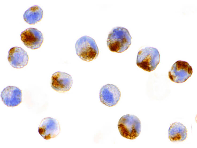 NAIP Antibody in Immunocytochemistry (ICC/IF)