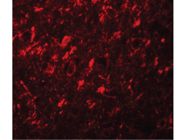 NALP10 Antibody in Immunocytochemistry (ICC/IF)