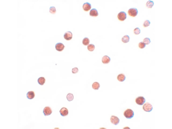 NALP11 Antibody in Immunocytochemistry (ICC/IF)