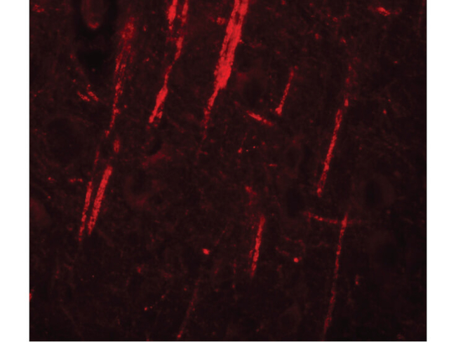 NALP12 Antibody in Immunocytochemistry (ICC/IF)